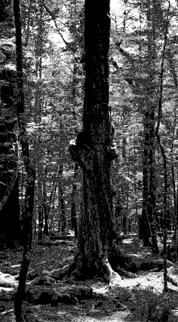 A dark pine forest