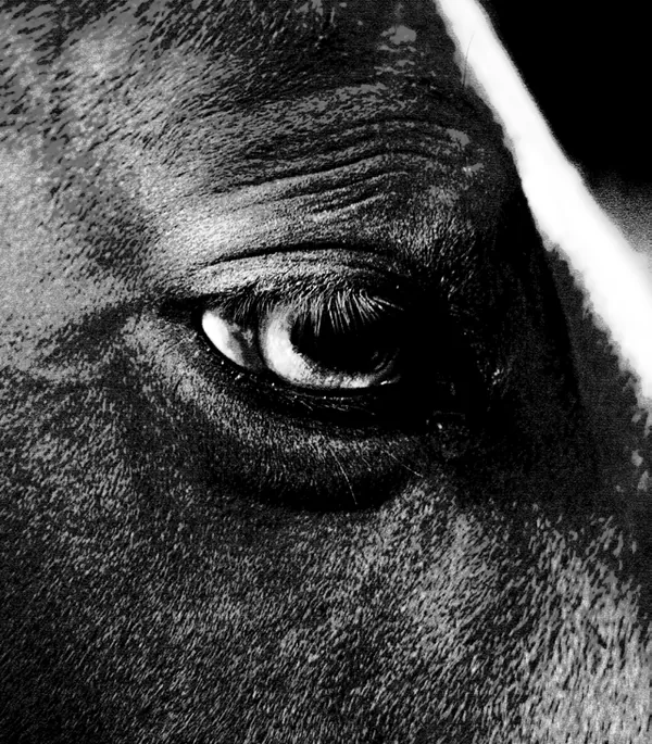 Rolf, shown as a horse's eye
